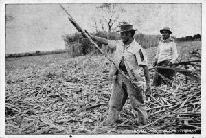 Sugar Cane Cutting Tucuman Argentina 1953 postcard