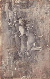 Berryville Arkansas Dairy Herd Cows Reality Adv Antique Postcard K54444