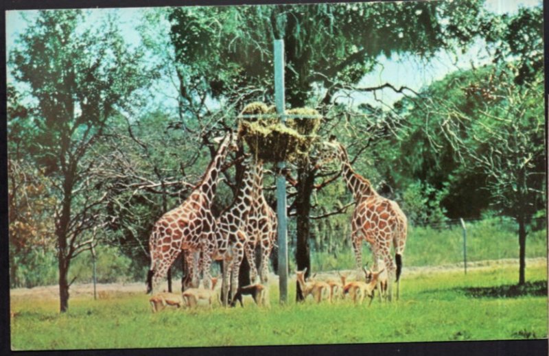 Florida TAMPA Reticulated GIRAFFES feeding at Busch Gardens - Chrome