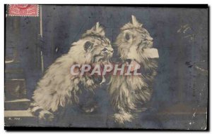 Postcard Old Cats