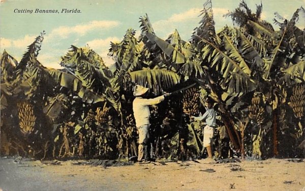 Cutting Bananas, FL, USA Fruit & Vegitables, Florida