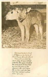 Postcard Ohio Brookville RPPC 1930s Freak Calf Taxidermy 23-7351