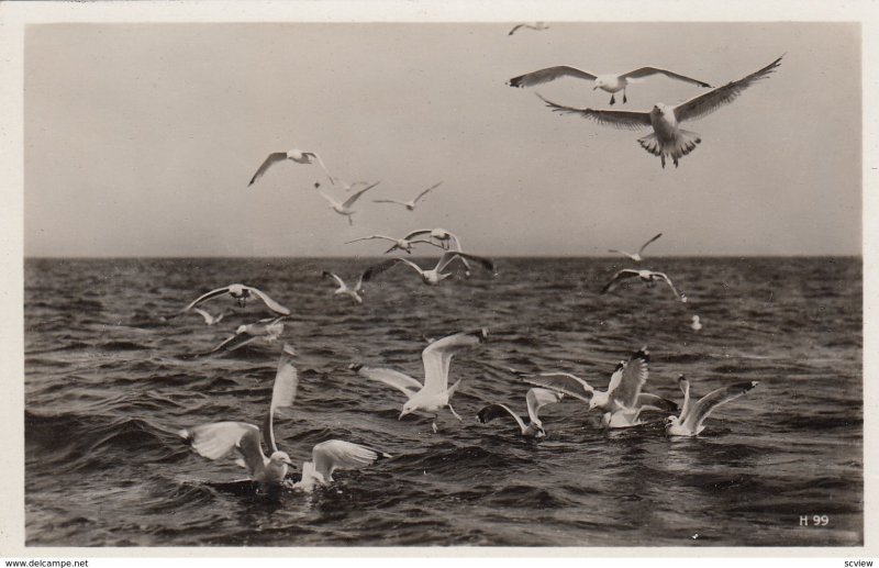 RP: Seagulls , 20-30s