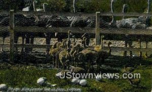 Cawston Ostrich Farm - California CA Postcard