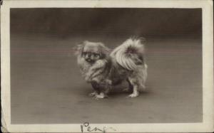 Cute Pekingese Dog c1910 Amateur Real Photo Postcard