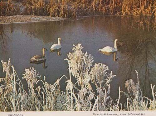 Lamarsh Pebmarsh Swan Lake Swans Bird Birds Essex Womens Institute Postcard