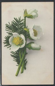 Nature Postcard - Flowers T4874