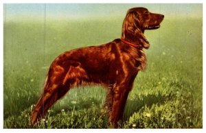 Dog , Irish Setter