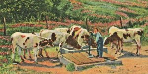 circa 1940's Cows Farmer Water Pump Well Barn Postcard 2T7-147