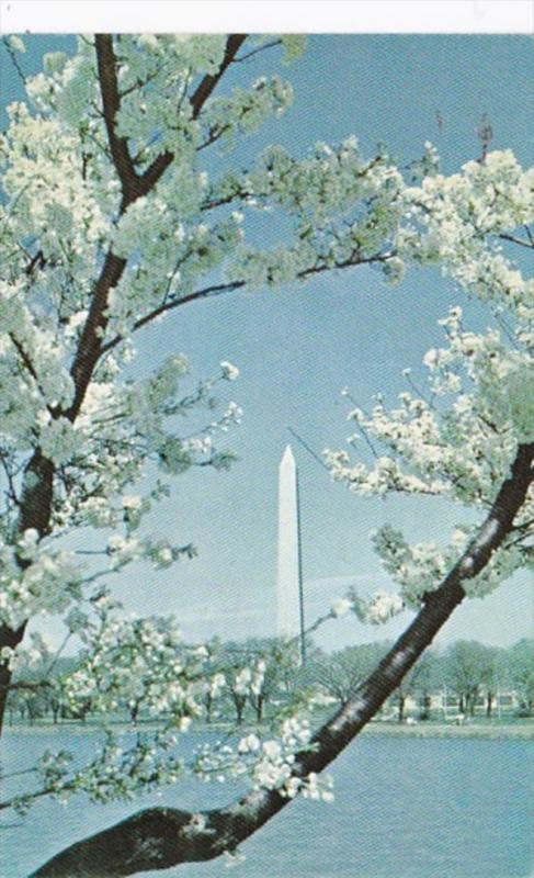 Washington D C Washington Monument and Cherry Blossoms