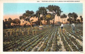 PACKING LETTUCE IN FLORIDA FOR NORTHERN MARKET BLACK AMERICANA POSTCARD (1940s)