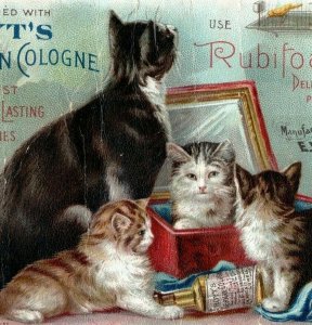 1894 Hoyt's German Cologne & Rubifoam Mother Cat & Kittens Eureka, CA P223