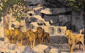 Lion Den, Detroit Zoo Royal Oak, Michigan, USA Unused 