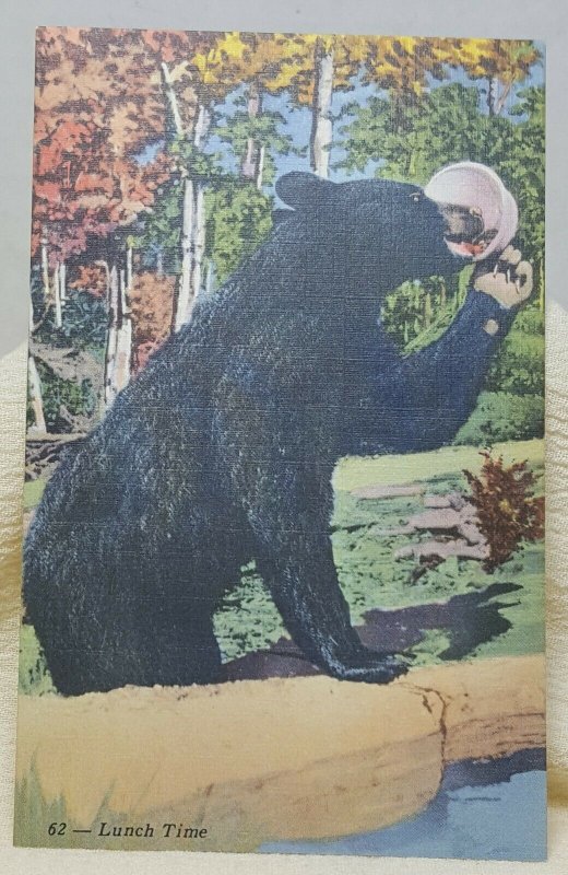 Black Bear Allegany State Park New York Vintage Postcard 