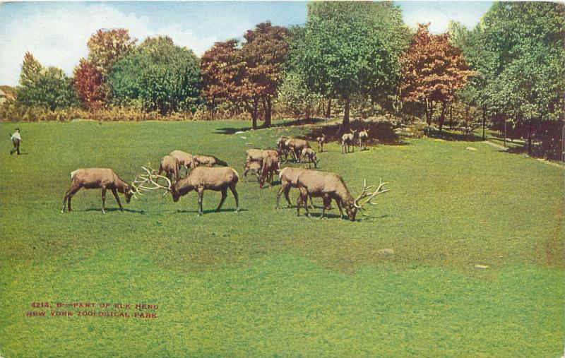 NEW YORK NY ZOOLOGICAL PARK PART OF ELK HERD 4214BPOSTCARD c1910s