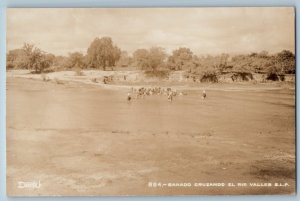 San Luis Potosí Mexico Postcard Cattle Crossing Valles River c1940's RPPC Photo