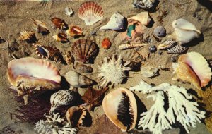 Vintage Postcard Sea Shells Collection from the Coasts & Islands of Florida FL