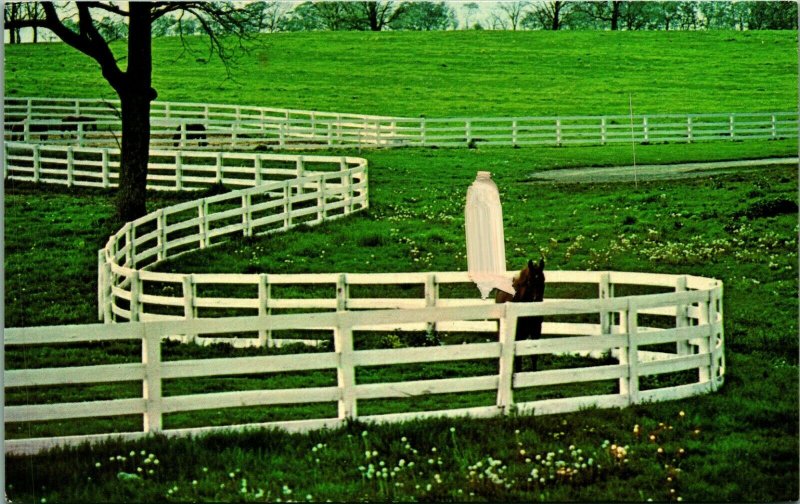 White Fences In Kentucky Horse Park Lexington KY UNP Unused Chrome Postcard C4