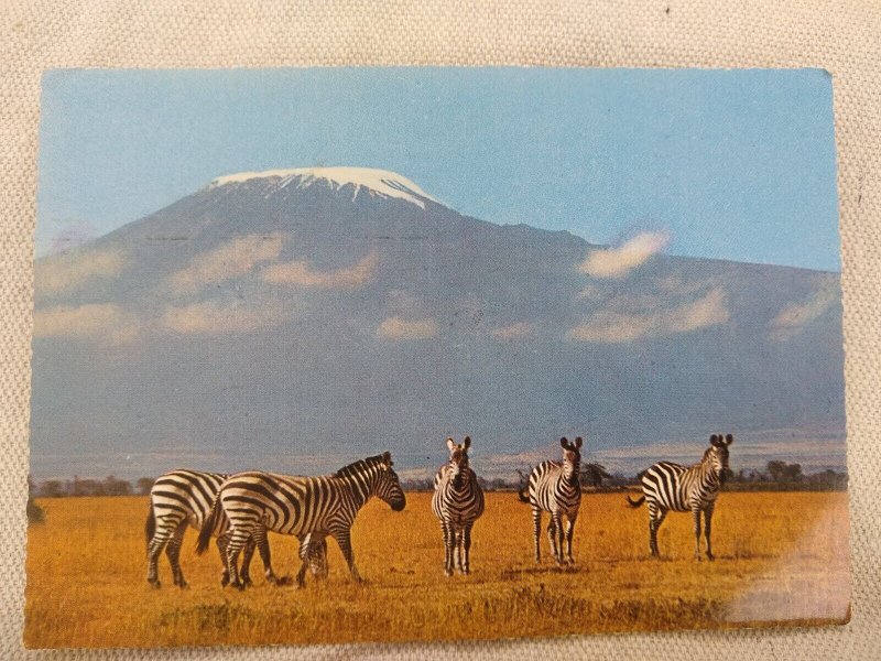 Postcard - Zebra, Kilmanjaro in the Background - Tanzania