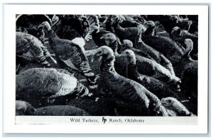 c1950's  Wild Turkeys Frank Philips Ranch Woolaroc Oklahoma OK Vintage Postcard