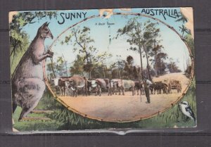 AUSTRALIA, KANGAROO, CATTLE, KOOKABURRA, c1913 ppc., used.