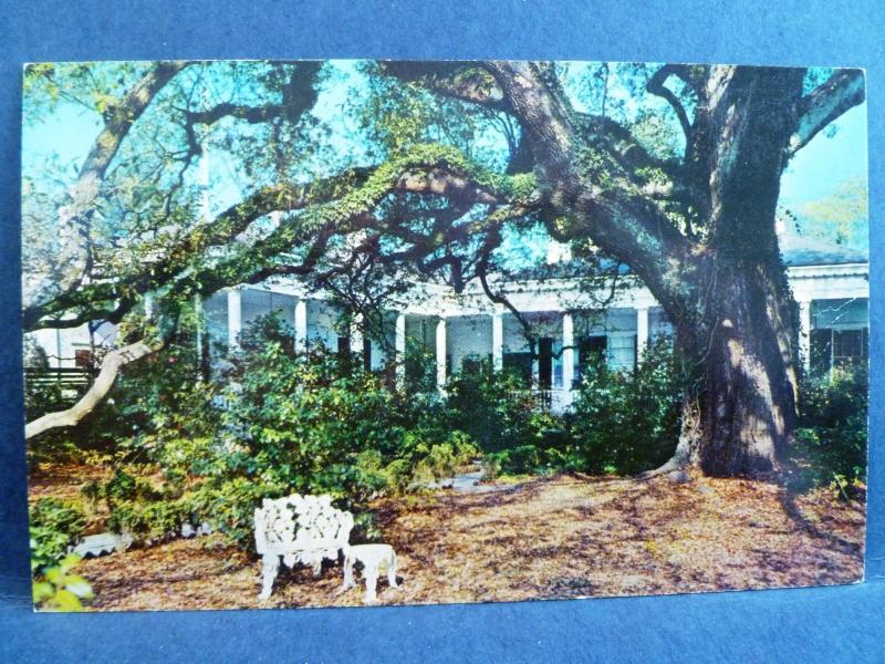 Postcard MS Natchez Mississippi Green Leaves Home United States Mississippi Other