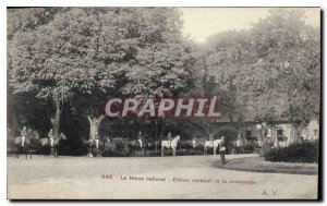 Old Postcard The National Stud Etalom returning from the walk Horses