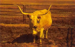 Longhorn Steer at Buffalo Ranch Longhorn Steer Bull Afton, Oklahoma, USA Unused 