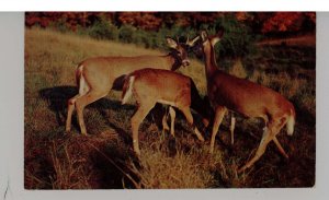 Deer Family at Allegan, Michigan