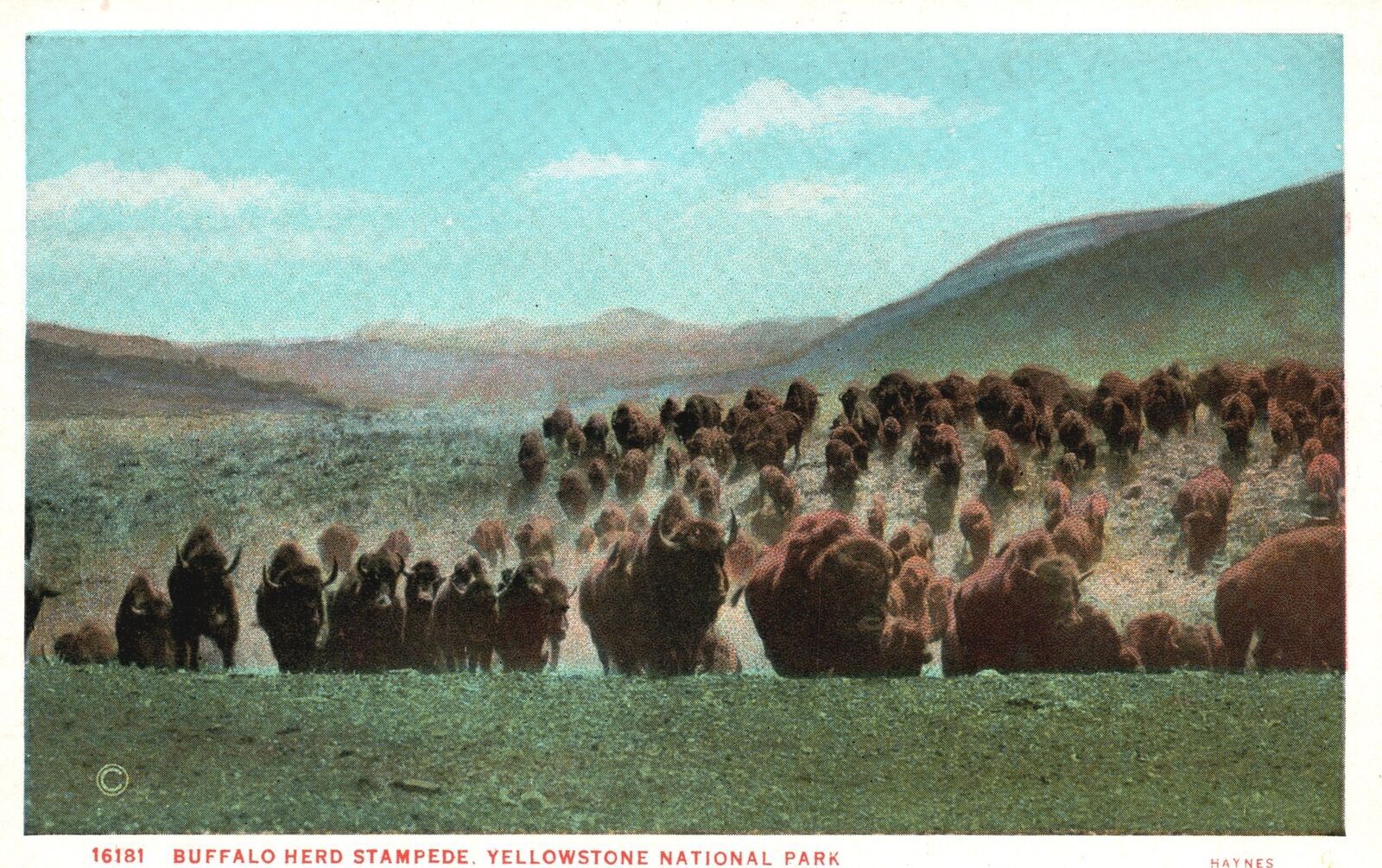 american bison stampede