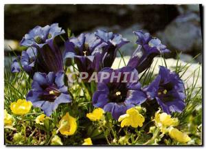  MODERNER POSTKARTE Fantaisie-Blumen-Enzian hat kurzen Stamm