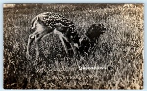 RPPC CISCO, Wisconsin WI ~ CONN FRANKS RESORT Donaldson Dog Deer c1910s Postcard