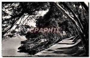 Postcard Moderne Menton Sous Bois in Cap Martin