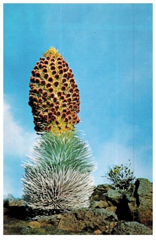 Haleakala Silversword Protected In Haleakala National Park Maui Cactus Postcard