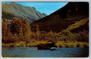 Moose Greetings From Swift Current Saskatchewan 1963 Postcard NATO Slogan Cancel
