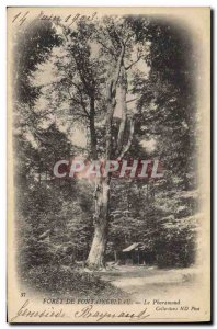 Old Postcard Tree Forest of Fontainebleau The Pharamond