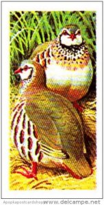 Brooke Bond Tea Trade Card Wild Birds In Britain No 23 Red Legged Partridge