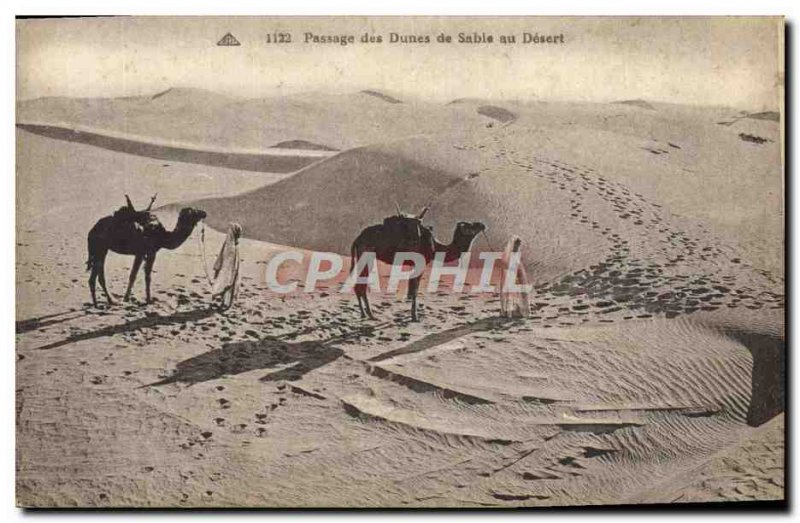 Old Postcard Shifting Sand Dunes in Desert Camels