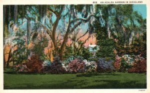 Vintage Postcard An Azalea Garden In Dixieland North Carolina Asheville Post Pub