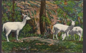 Tennessee White Fallow Deer in Rock City Gardens Lookout Mountain - Chrome