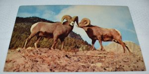 Rugged Rocky Mountain Sheep Postcard C13402G, Natural Color Card Scenic Art