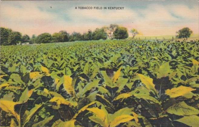 Tobacco Field In Kentucky 1953