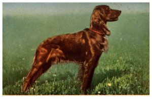 Dog   Irish Setter