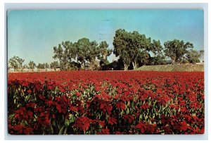 Vintage Field of Poinsettias Postcard P158E