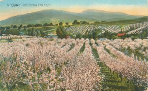 California, A Typical Orchard Birdseye View 1922 Postcard Used