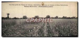 Old Postcard View of Folklore & # 39A Part crop fields Hydridations Selection...