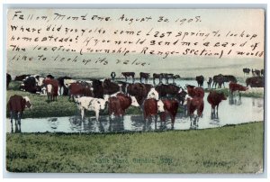 Glendive Montana MT Postcard Cattle Scenery Drinking Water From River Scene 1908