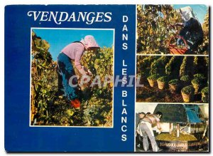 Modern Postcard Harvest in Champagne