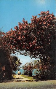 Oleander Trees Originally From the Mediterranean Bermuda Postcard