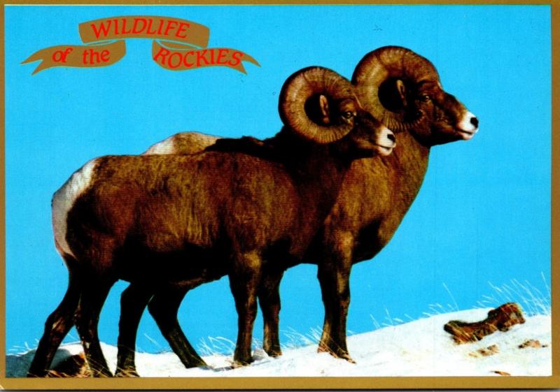 Wildlife Of The Rockies Bighorn Sheep